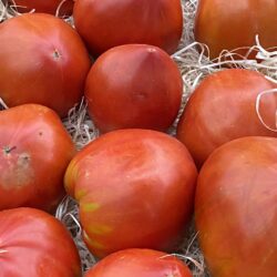 Tomates Cœur de bœuf