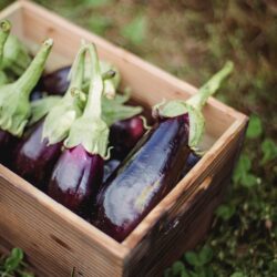 Aubergines