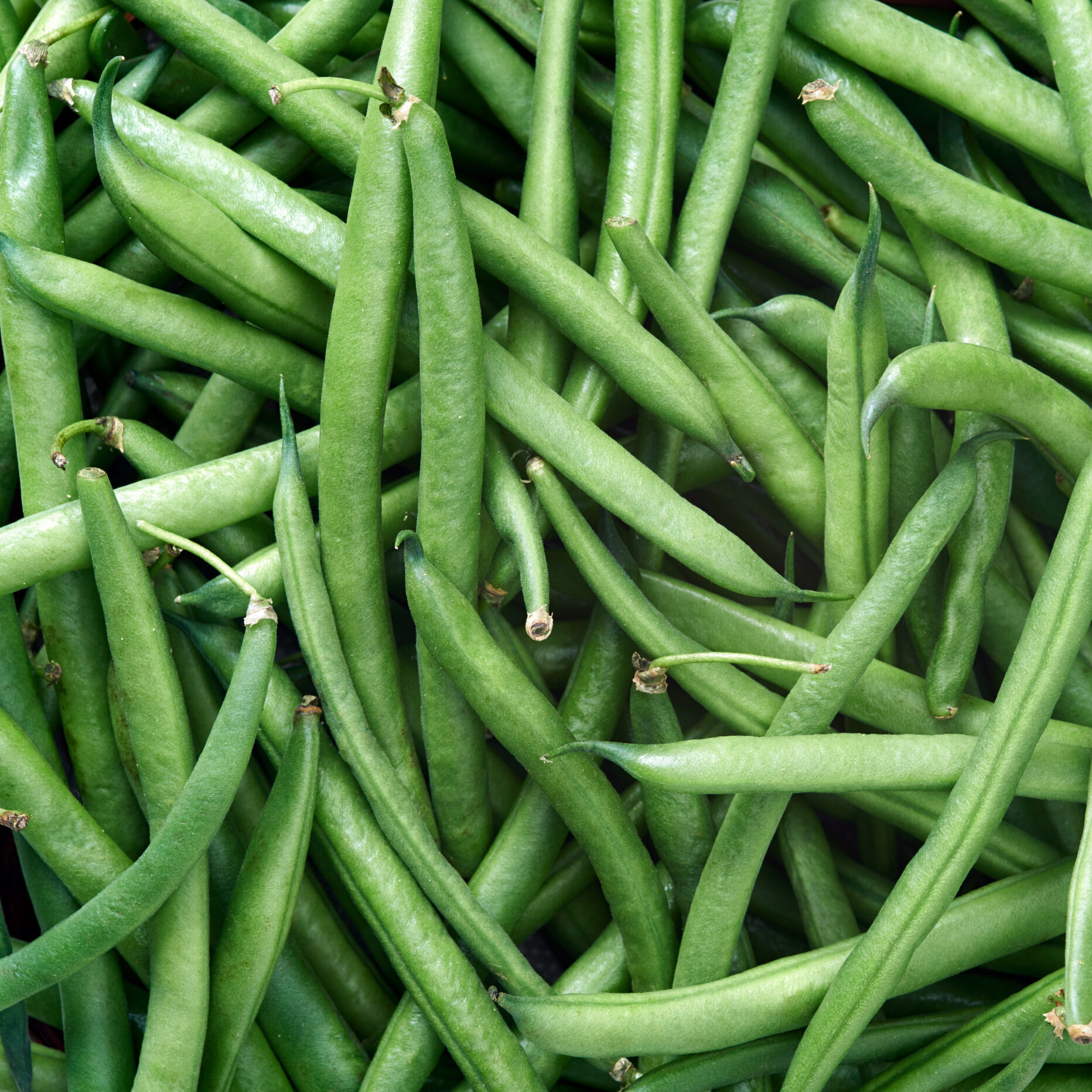 Haricots verts frais