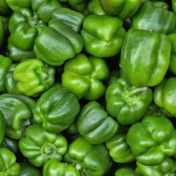 Poivrons verts