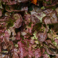 Salade Feuille de Chêne Rouge