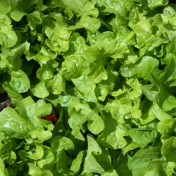 Salade Feuille de Chêne Blonde