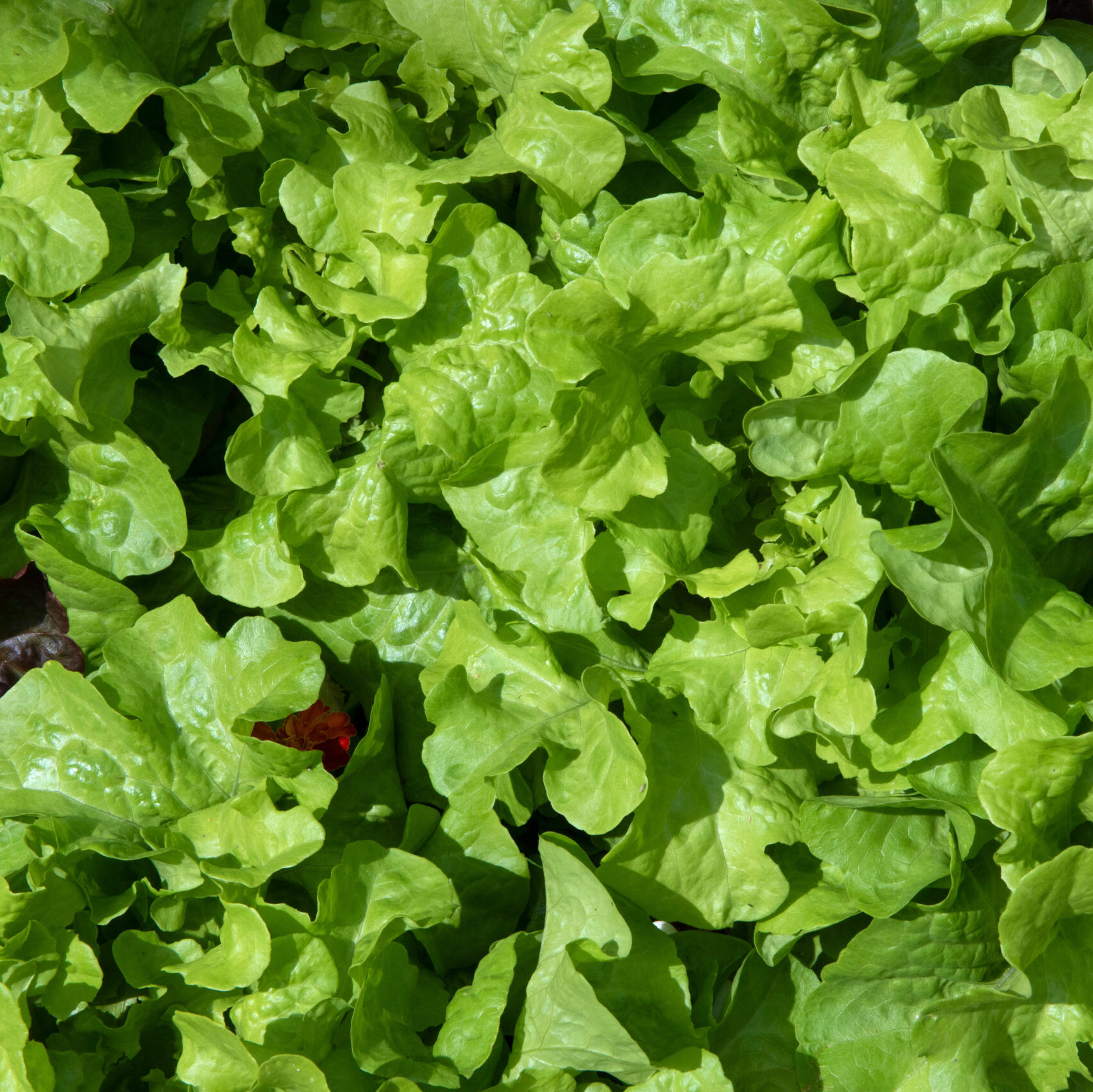 Salade Feuille de Chêne Blonde