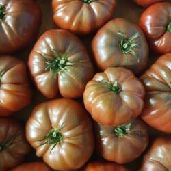 Tomates Noires de Crimée